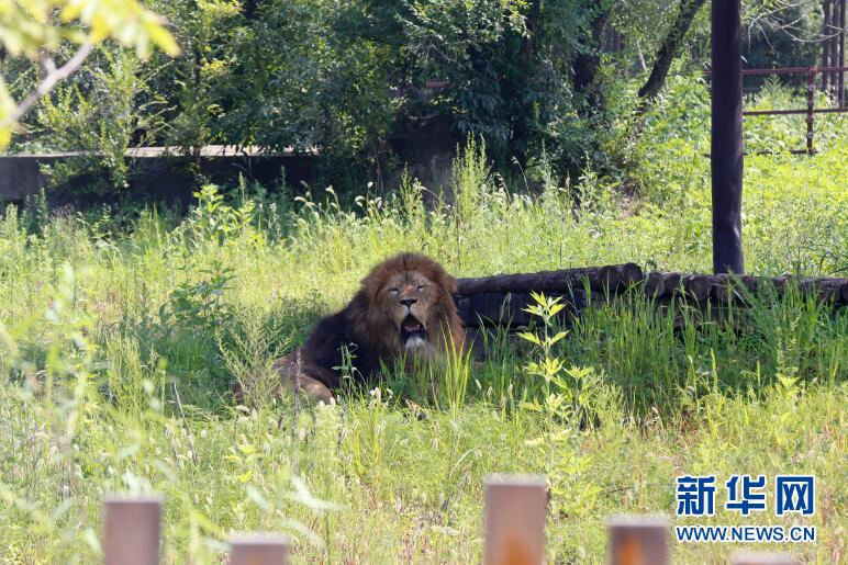 遼寧瀋陽：高溫來襲 動物消暑享清涼