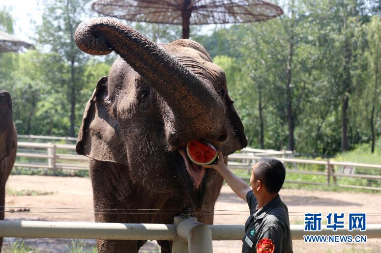 遼寧瀋陽：高溫來襲 動物消暑享清涼