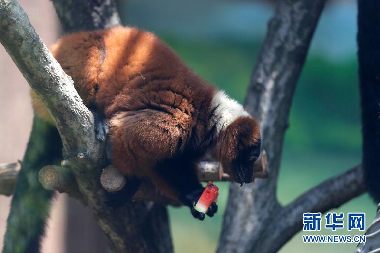 遼寧瀋陽：高溫來襲 動物消暑享清涼