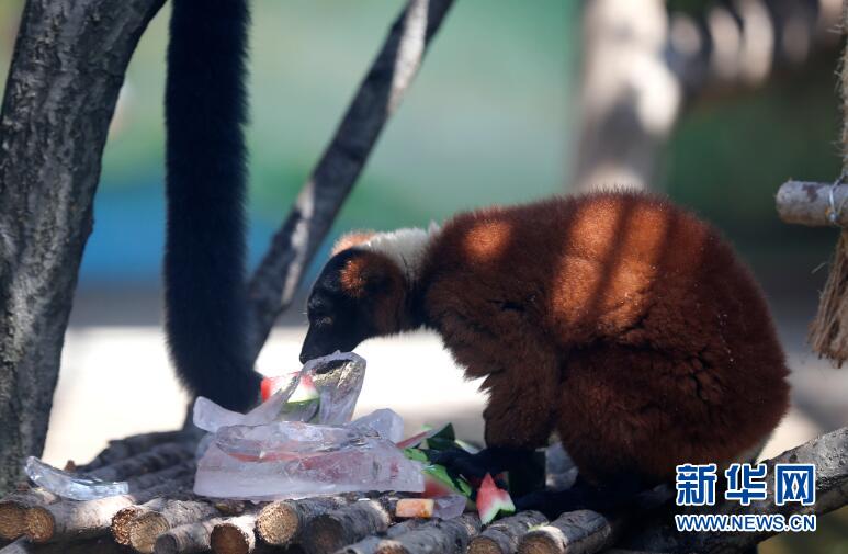 遼寧瀋陽：高溫來襲 動物消暑享清涼