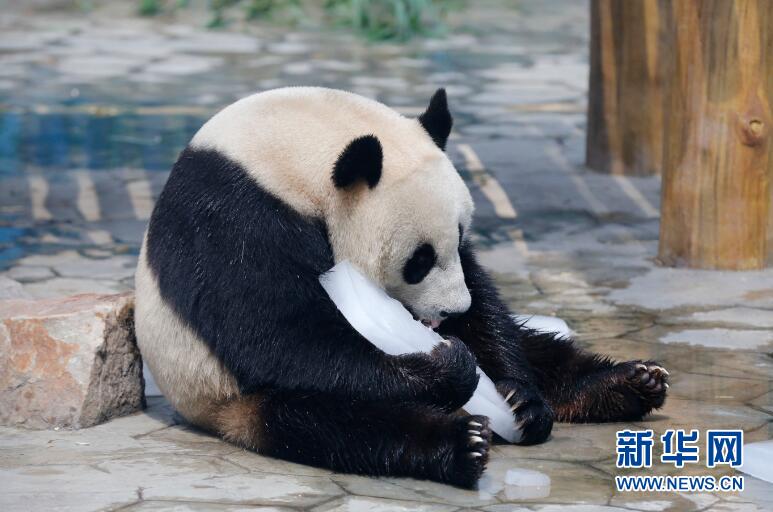 遼寧瀋陽：高溫來襲 動物消暑享清涼