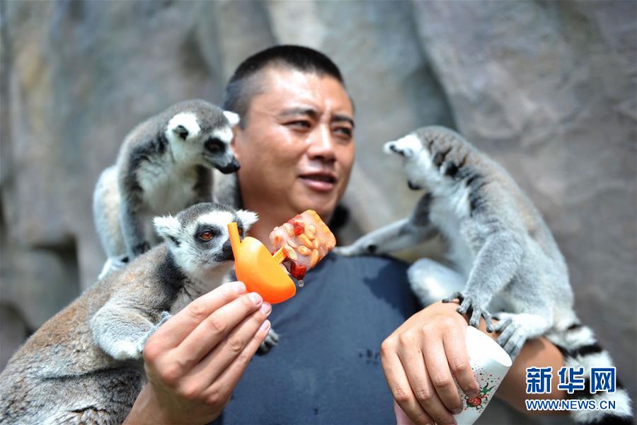 青島：動物們的“冰涼”夏日