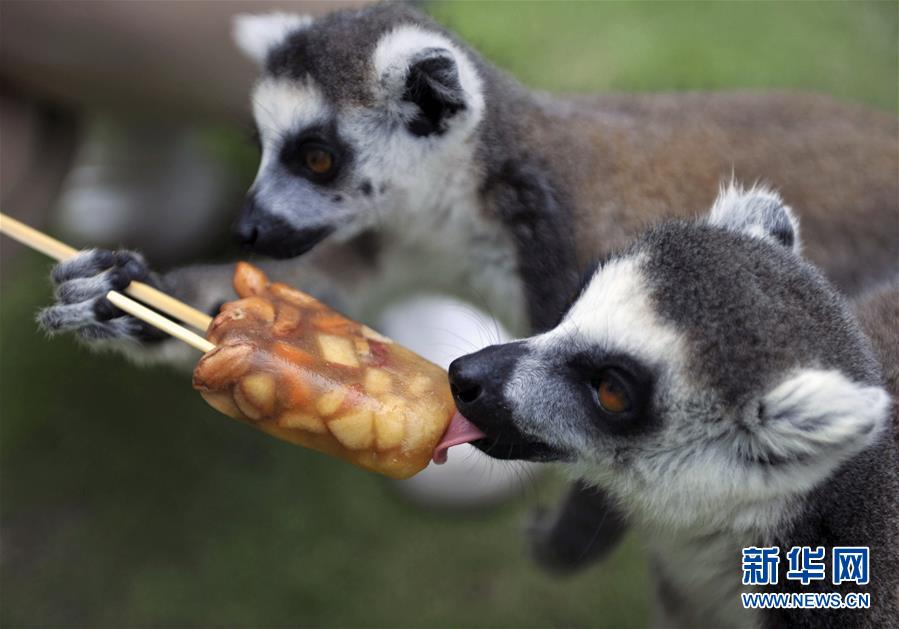 青島：動物們的“冰涼”夏日