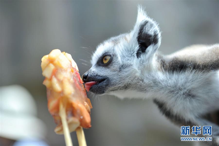 青島：動物們的“冰涼”夏日