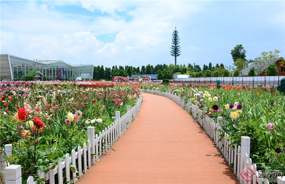 宛如童話世界！昆明撈魚河濕地公園8萬株大麗花綻放