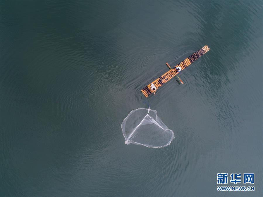 千島湖開漁展現“水清魚歡”美麗生態