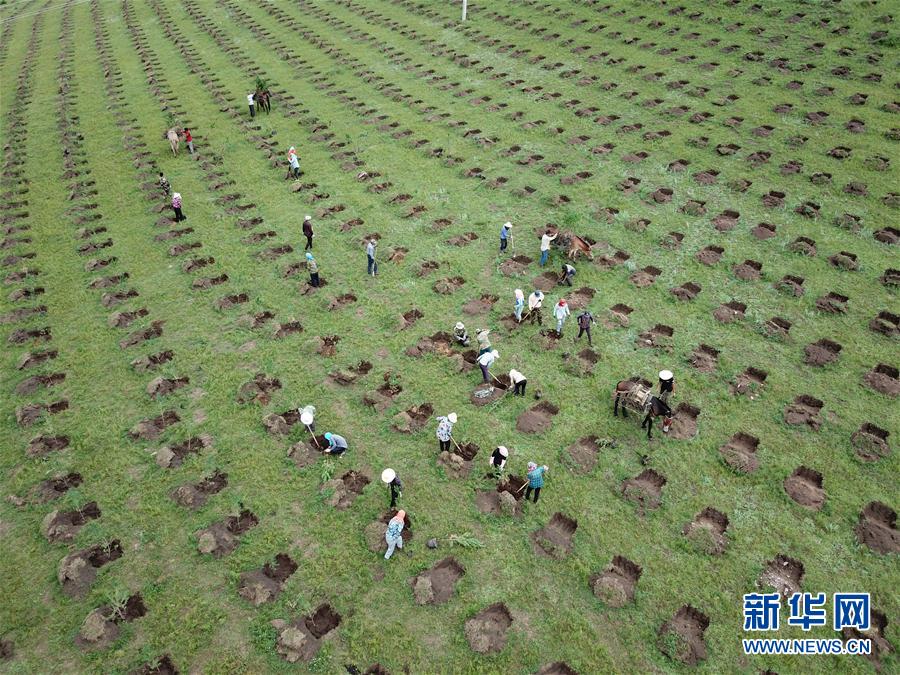 河北豐寧：雨季造林添新綠