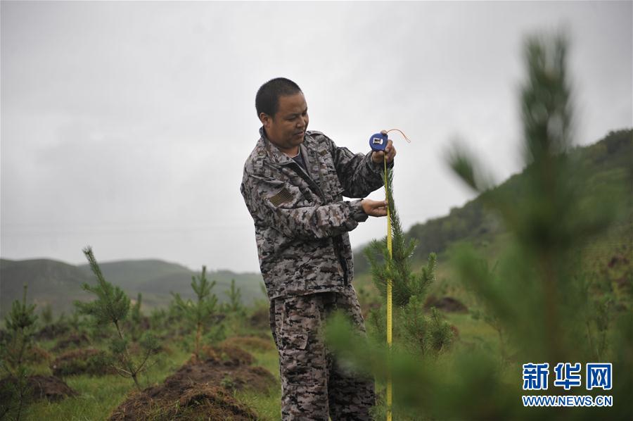 河北豐寧：雨季造林添新綠