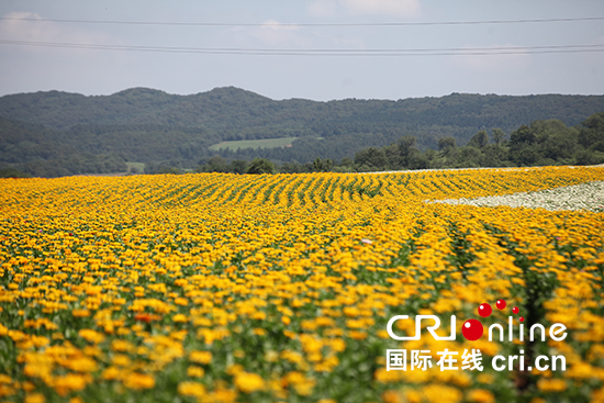 長春蓮花山花海。_fororder_長春蓮花山花海。