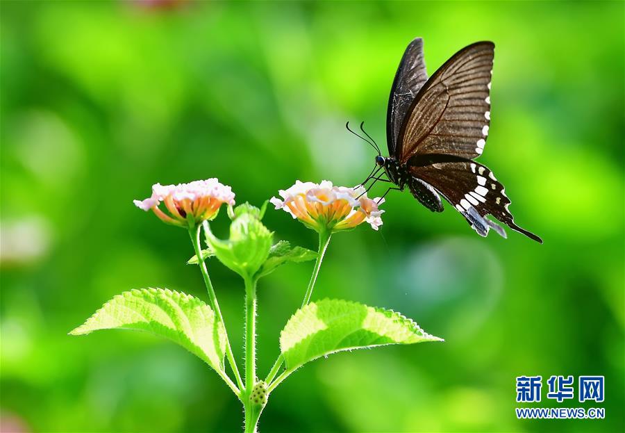 福建福州：昆蟲戲花