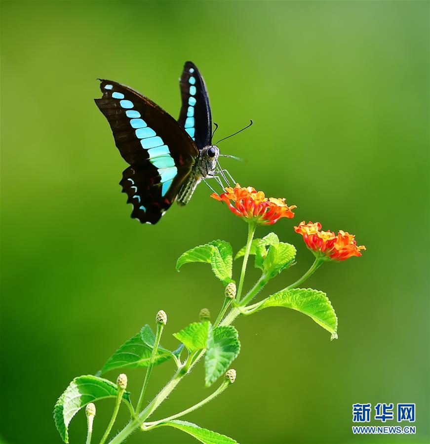 福建福州：昆蟲戲花