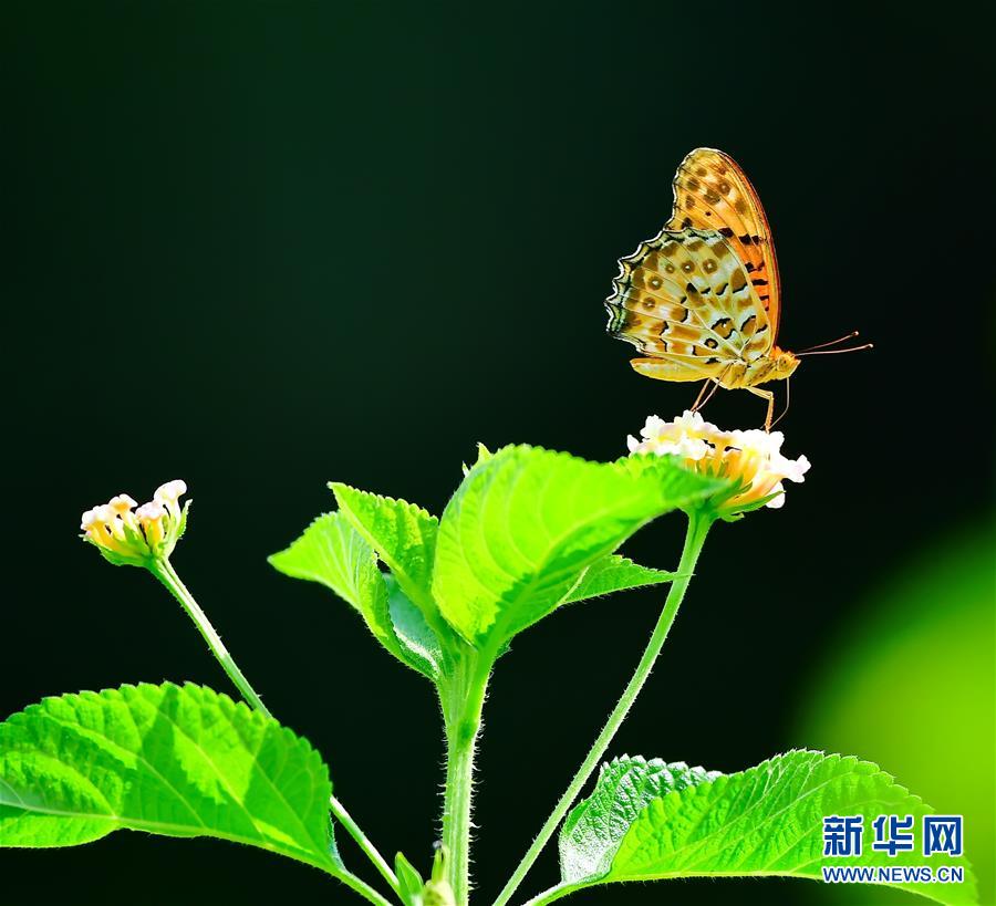 福建福州：昆蟲戲花