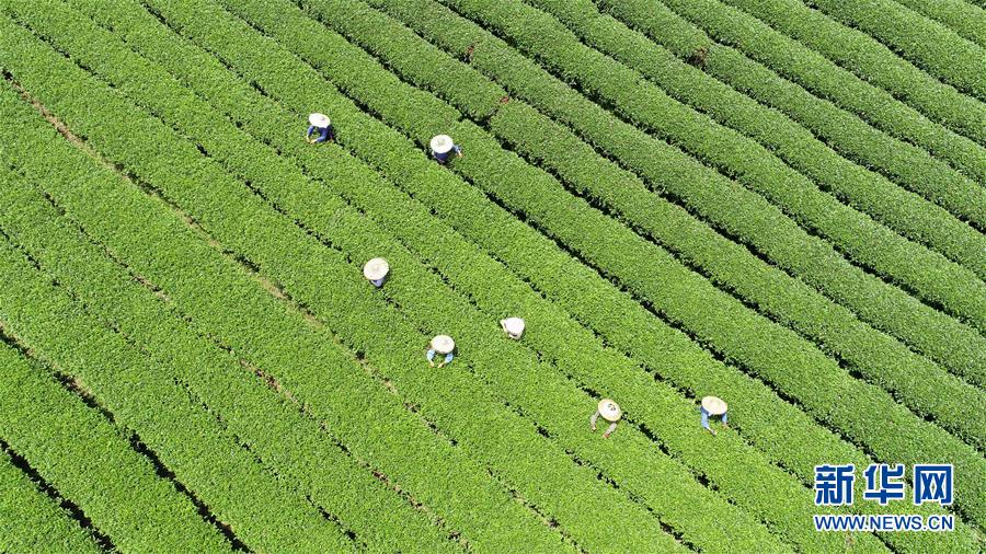 廣西茶鄉採秋茶