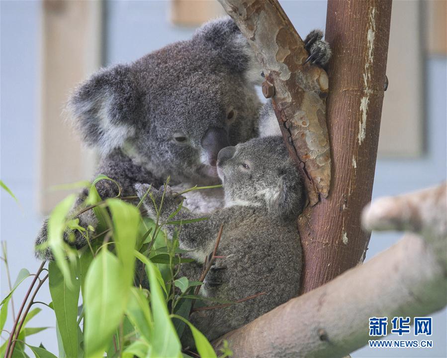 南京：“萌萌噠”考拉寶寶與遊客見面