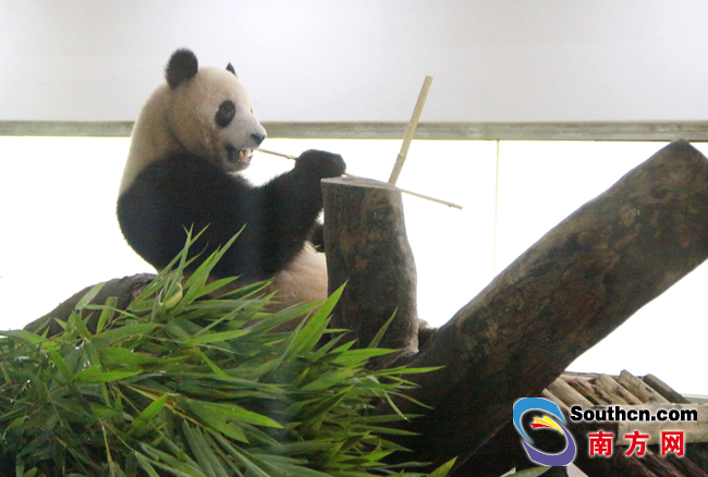 廣州動物園為5歲大熊貓慶生