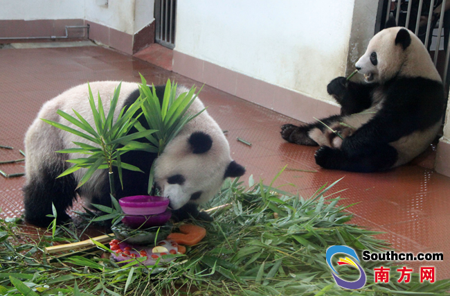 廣州動物園為5歲大熊貓慶生