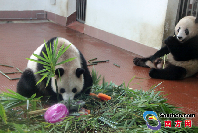 廣州動物園為5歲大熊貓慶生