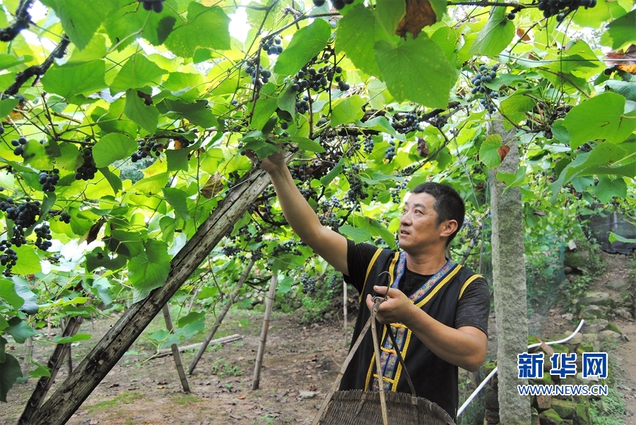 福安溪塔：南國刺葡萄溝搭歌臺慶豐收