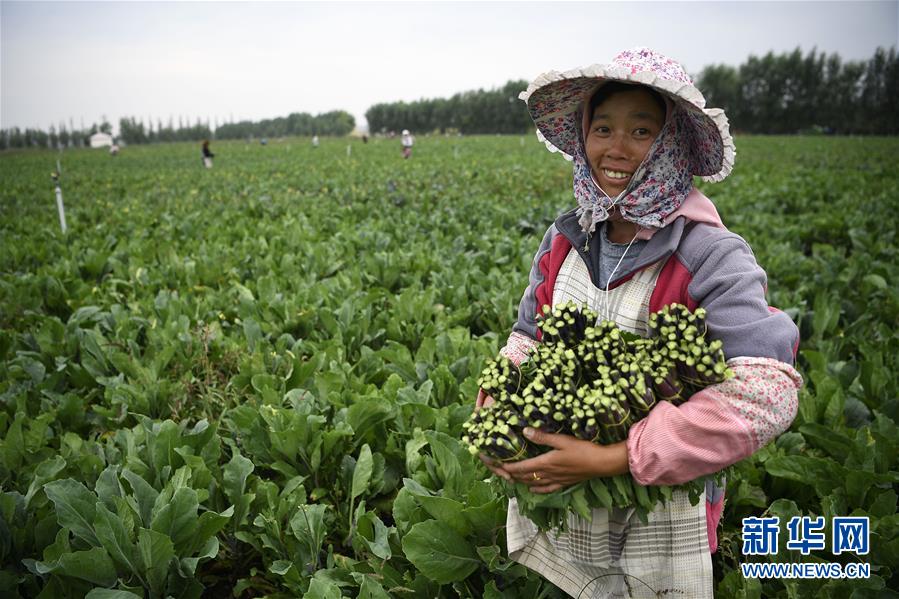 黃土高原：冷涼蔬菜“種”出脫貧路