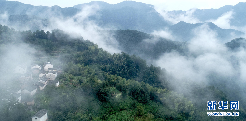 安徽皖南航拍：竹林古樹滿山崖 雲海深處有人家