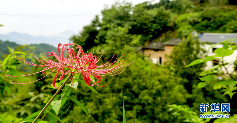 安徽皖南航拍：竹林古樹滿山崖 雲海深處有人家