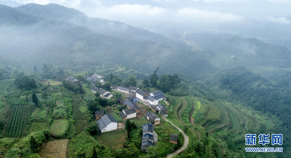 安徽皖南航拍：竹林古樹滿山崖 雲海深處有人家