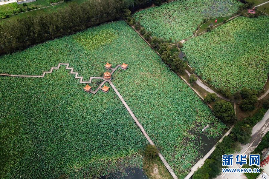 貴州黔西南：招堤十里荷塘景色美