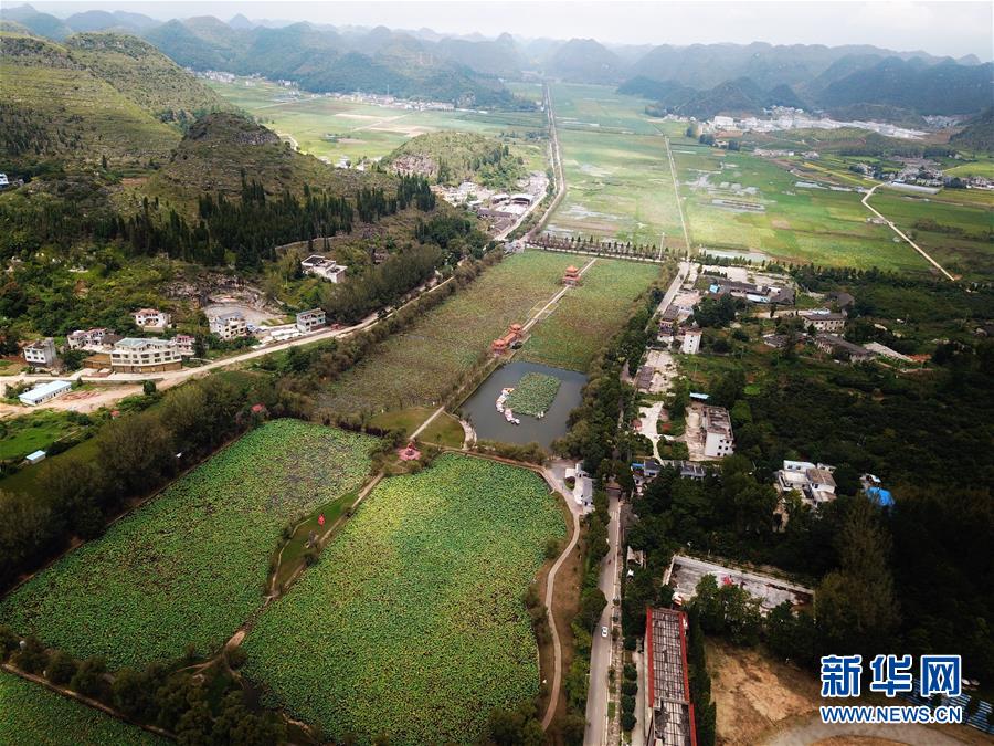 貴州黔西南：招堤十里荷塘景色美