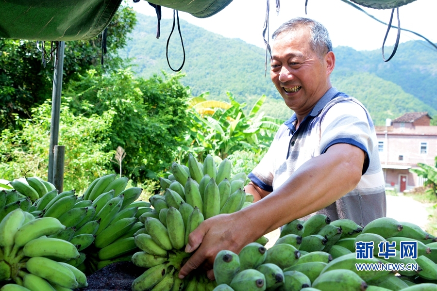 【組圖】泉州羅溪：2000余畝香蕉林迎豐收