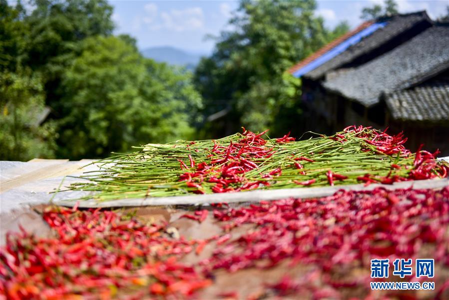 貴州從江：朝天椒助增收