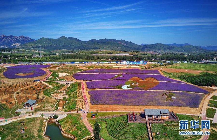 河北秦皇島：花海繪就藝術景觀