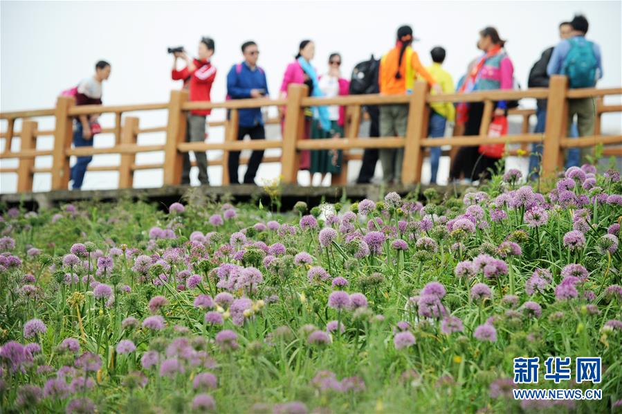 貴州赫章縣：韭菜花開引客來