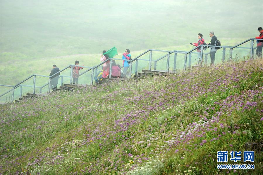 貴州赫章縣：韭菜花開引客來