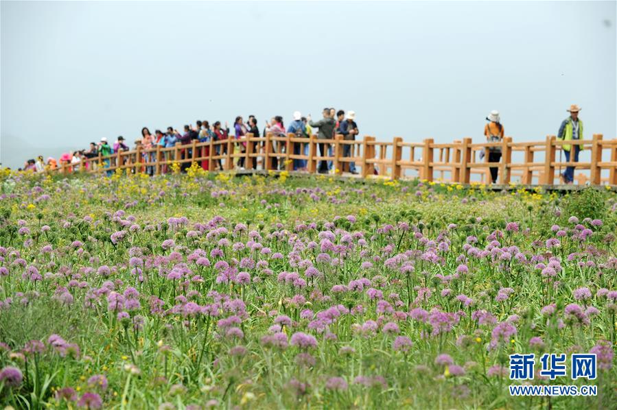 貴州赫章縣：韭菜花開引客來