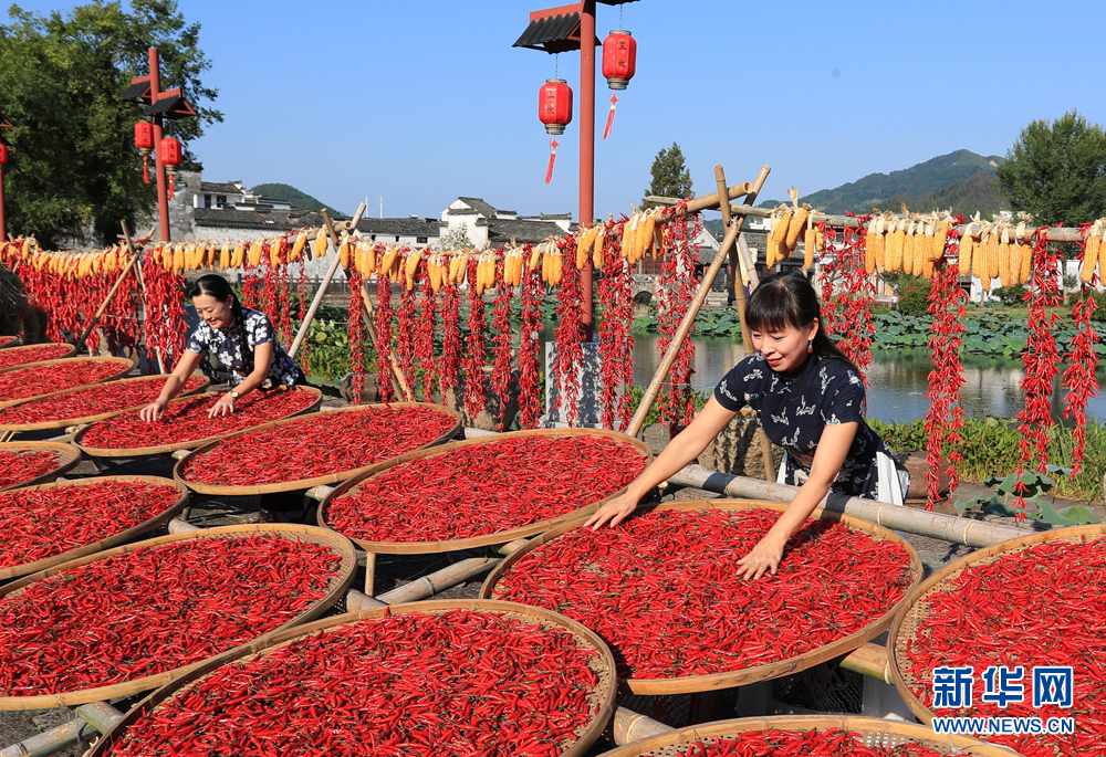 又是一年豐收季 徽州“曬秋”別樣紅