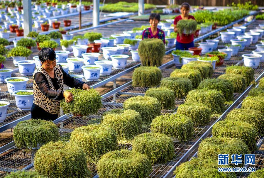 河北饒陽：盆栽植物俏京津