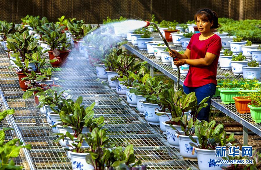 河北饒陽：盆栽植物俏京津