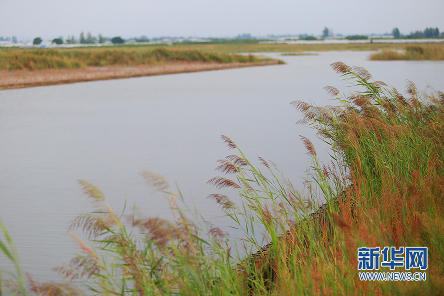 陜西大荔朝邑國際濕地公園“蝶變”：從灘塗一片到蘆葦滌蕩