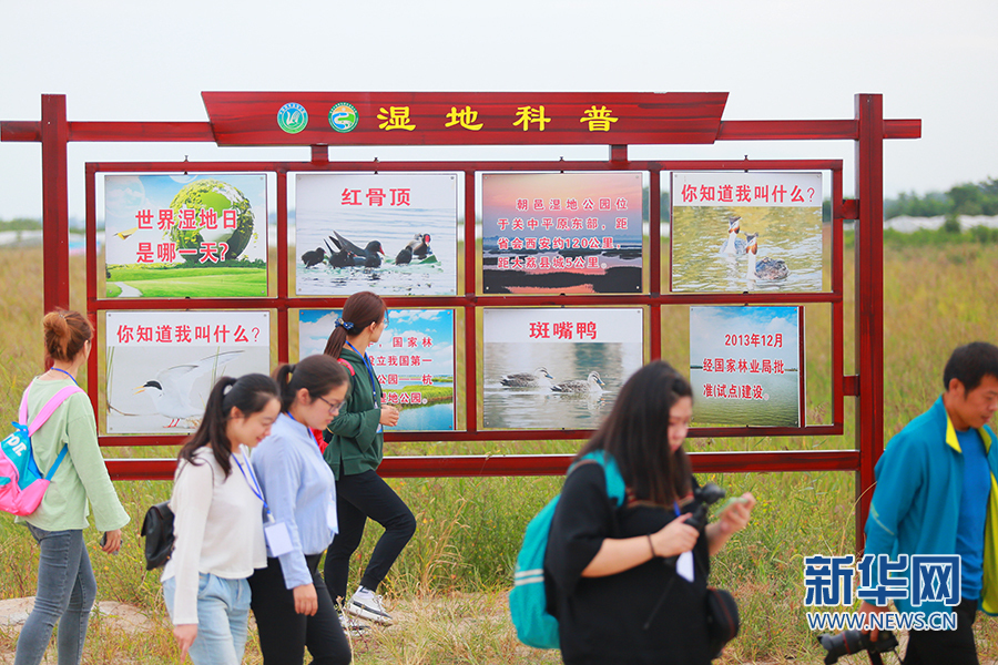 陜西大荔朝邑國際濕地公園“蝶變”：從灘塗一片到蘆葦滌蕩