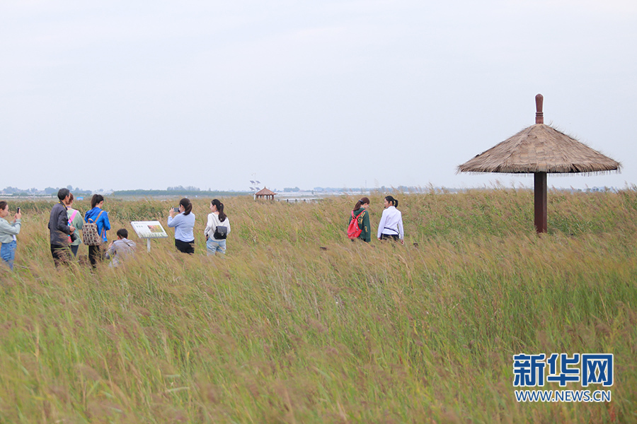 陜西大荔朝邑國際濕地公園“蝶變”：從灘塗一片到蘆葦滌蕩