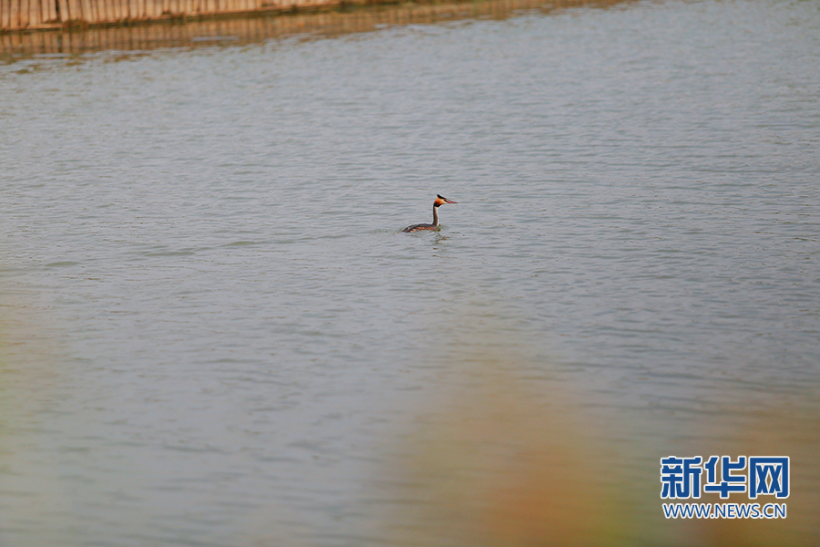 陜西大荔朝邑國際濕地公園“蝶變”：從灘塗一片到蘆葦滌蕩