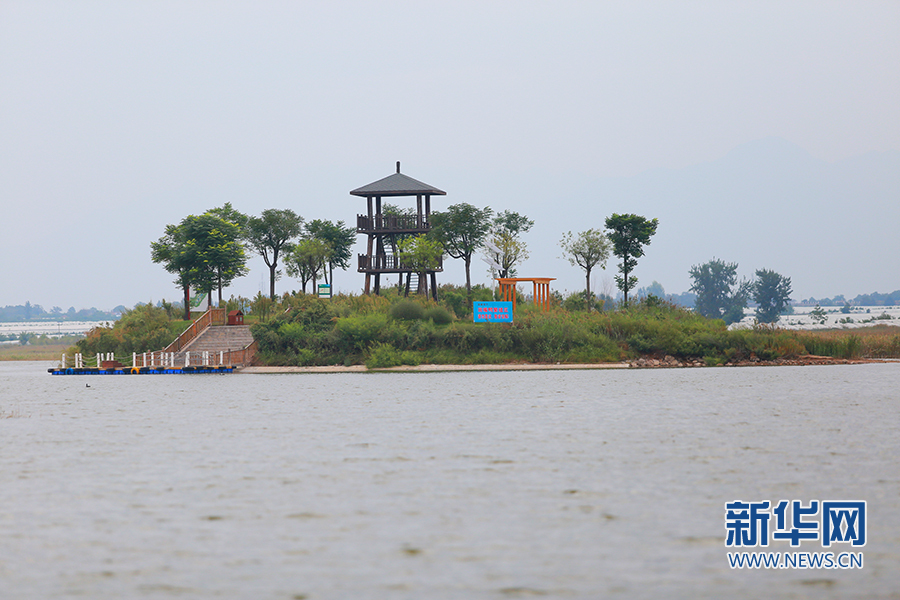 陜西大荔朝邑國際濕地公園“蝶變”：從灘塗一片到蘆葦滌蕩