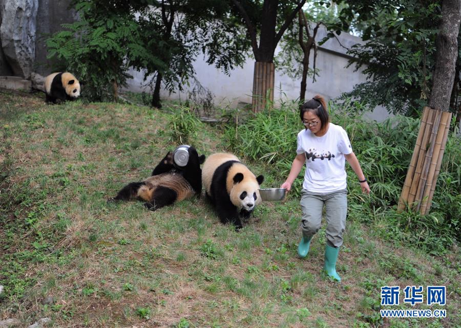 陜西：熊貓初長成