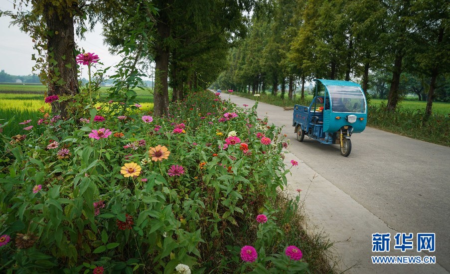 航拍安徽：花團錦簇秋多彩 田園風光景如畫