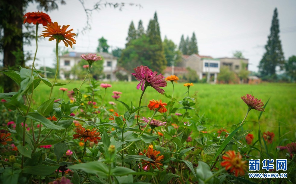 航拍安徽：花團錦簇秋多彩 田園風光景如畫