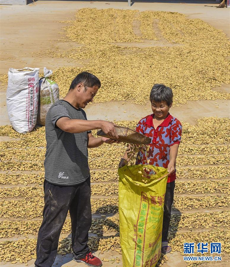 河北深州：小花生鼓起農民“錢袋子”