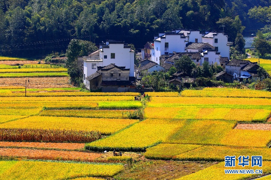 安徽呈村：秋日流金豐收圖 稻花飄香伴青山