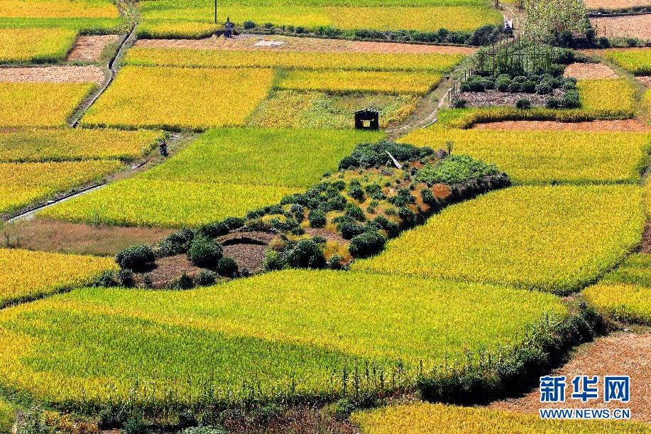 安徽呈村：秋日流金豐收圖 稻花飄香伴青山