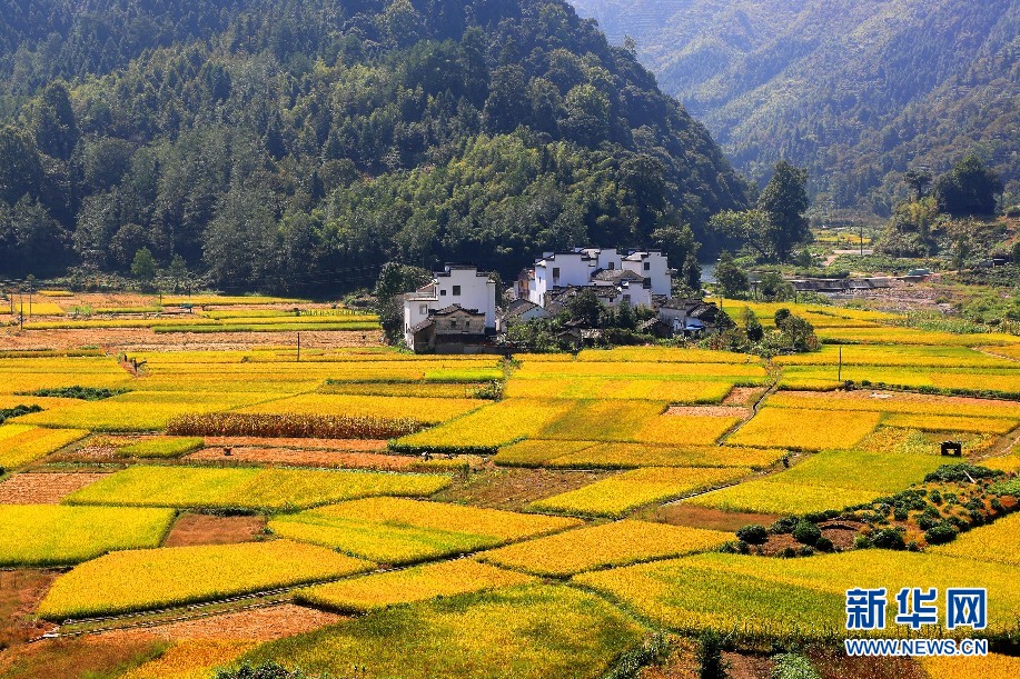 安徽呈村：秋日流金豐收圖 稻花飄香伴青山