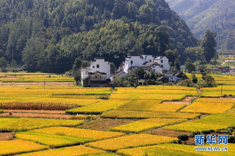 安徽呈村：秋日流金豐收圖 稻花飄香伴青山